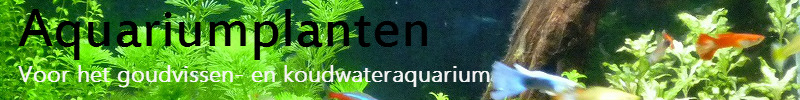 Aquariumplanten-voor-het-koudwater-gouvissen-aquarium