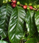 De bladeren van de Anubias coffeefolia lijken erg veel op de bladeren van de koffieplant
